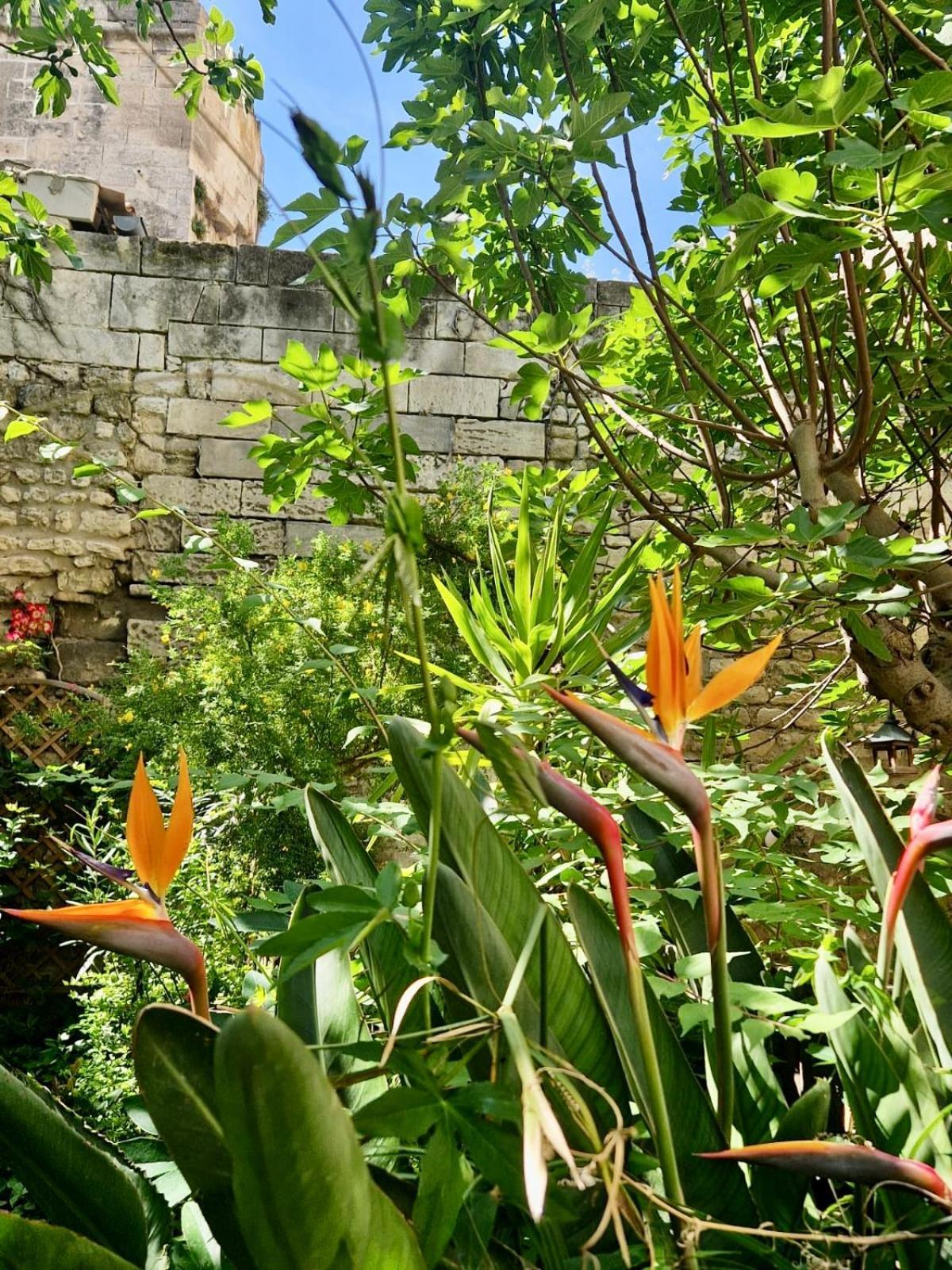 Capucines, Un Jardin Secret Dans Le Centre Historique Lägenhet Arles Exteriör bild